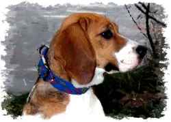 Tiere